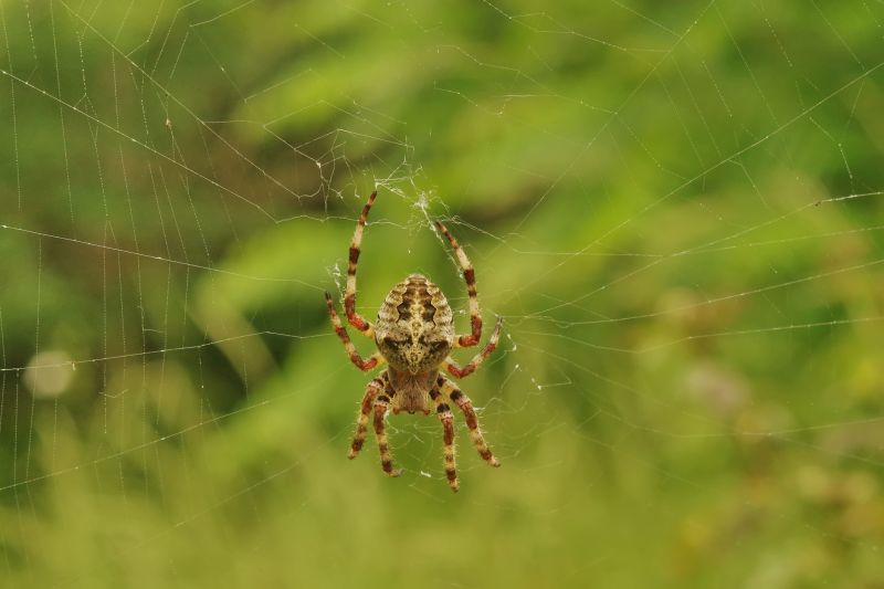 Common Spiders Extermination in Katy, TX