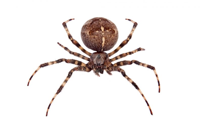 Cross Spider Extermination in Rockwall, TX