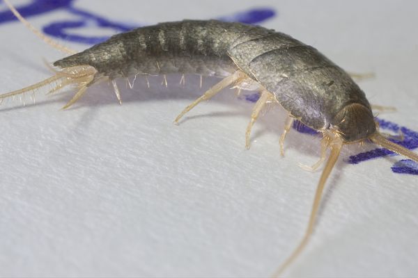 Grow your Silverfish Treatment business