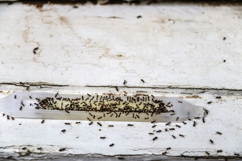 Ant Control Service in Fort Worth, TX