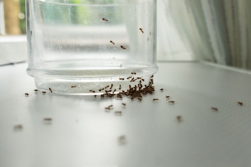 Ant Control Service in Rockwall, TX