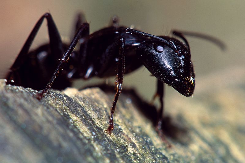 Black Ant Extermination in Frisco, TX