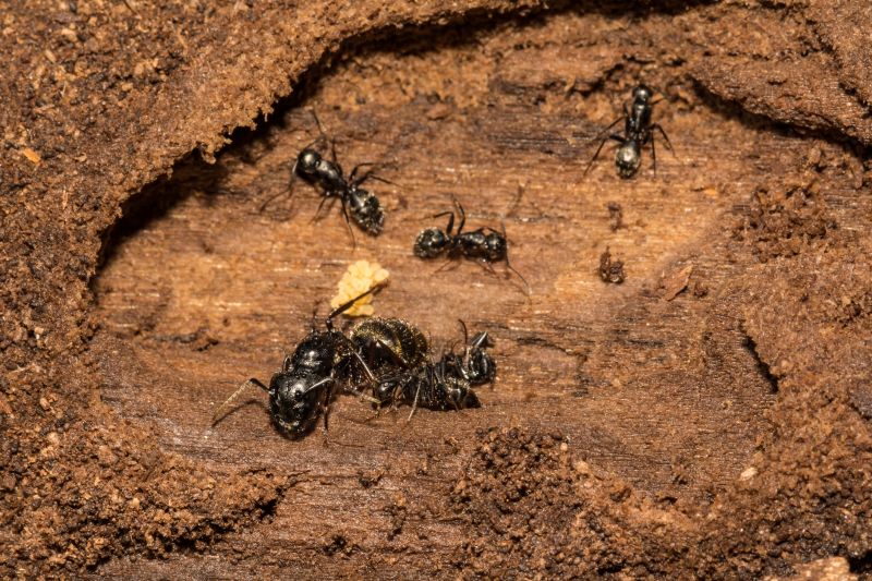 Black Ant Extermination in Katy, TX