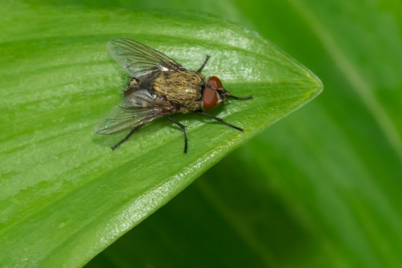 Common Fly And Mosquito Problems Around Homes