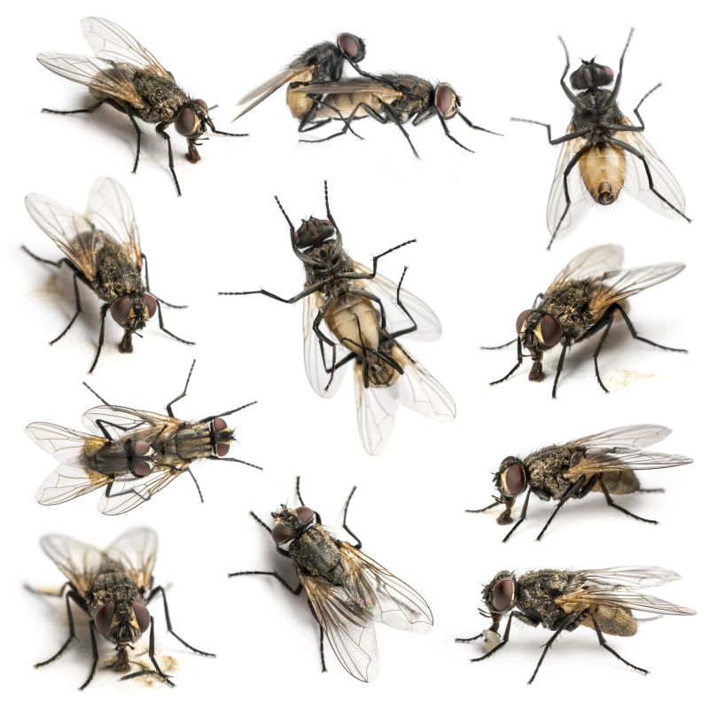Common Fly And Mosquito Problems Around Homes