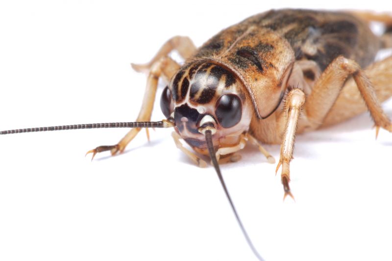 Cricket Control Service in New Braunfels, TX
