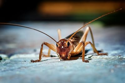 Cricket Prevention in Fort Worth, TX