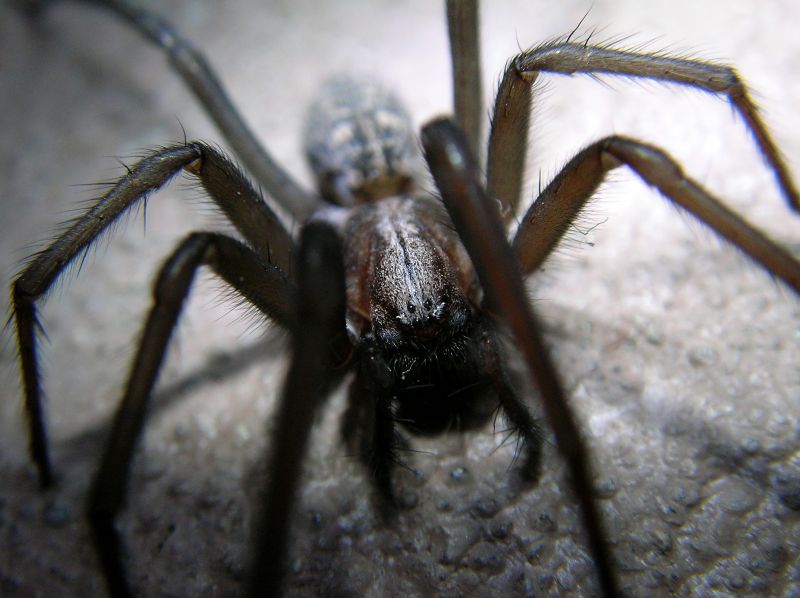 Cross Spider Extermination in Denton, TX