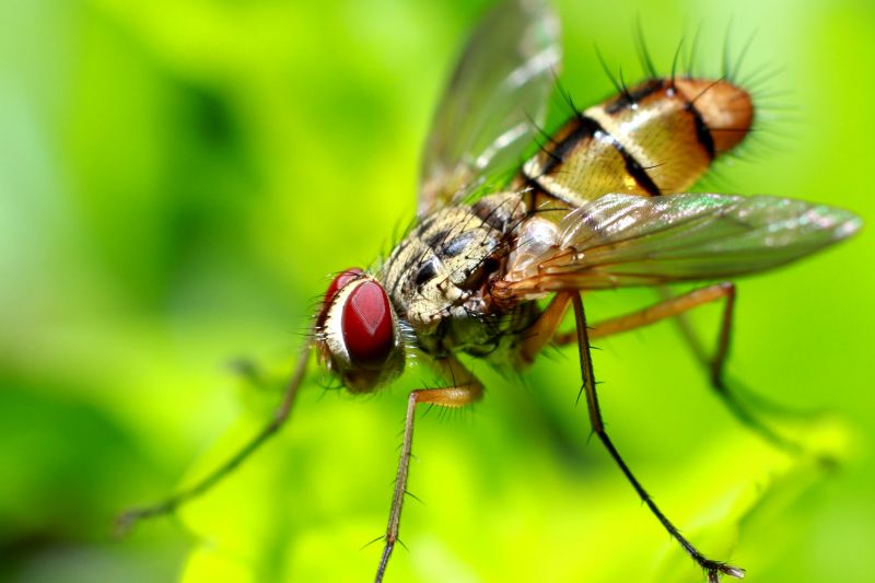 Fly Extermination in Mckinney, TX