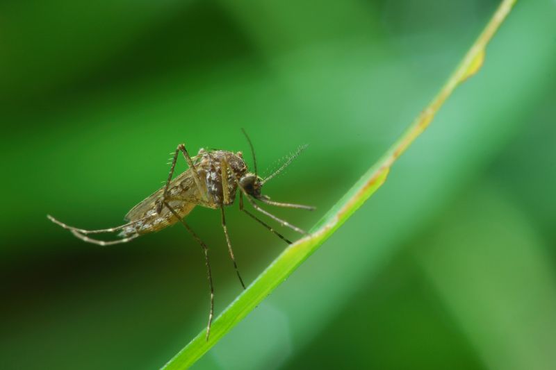 Fly Pest Control in Arlington, TX