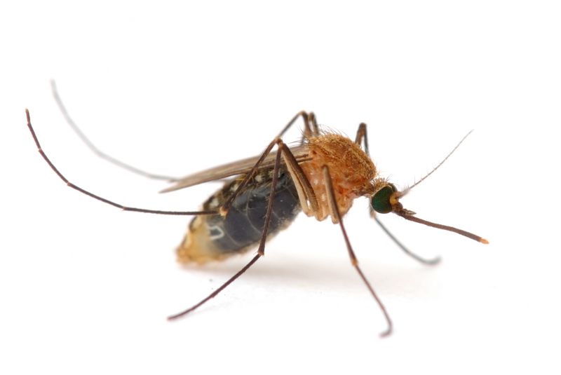 Mosquito Control Service in Denton, TX