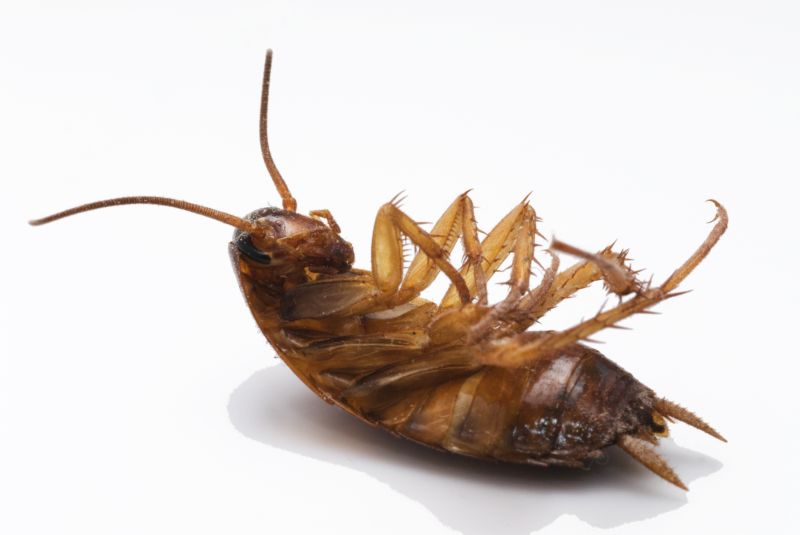 Moth Extermination in Frisco, TX
