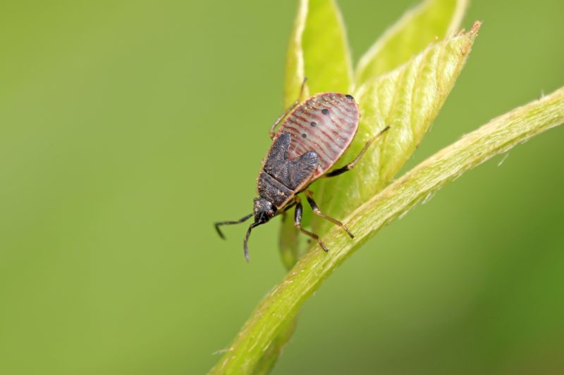 Seasonal Stinkbug Activity And When Control Is Most Effective