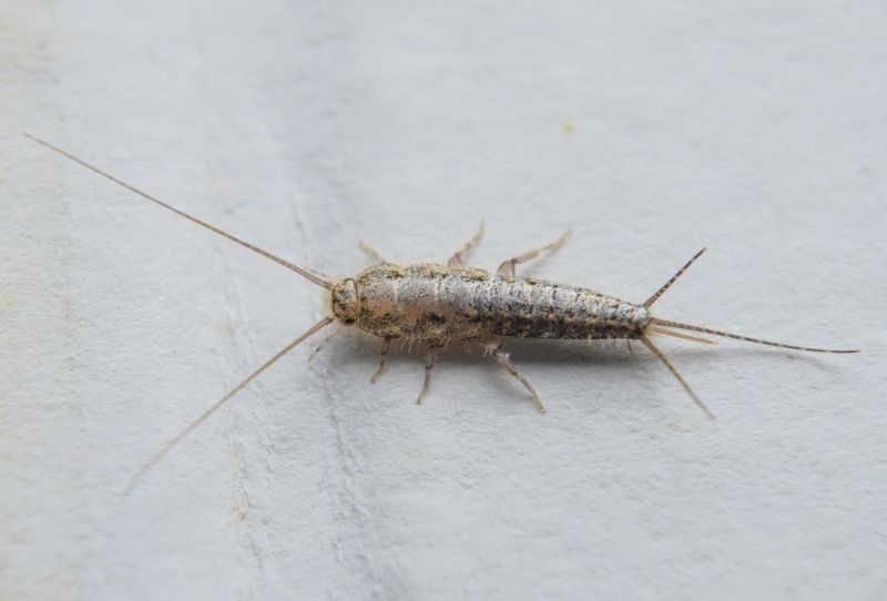 Silverfish Treatment