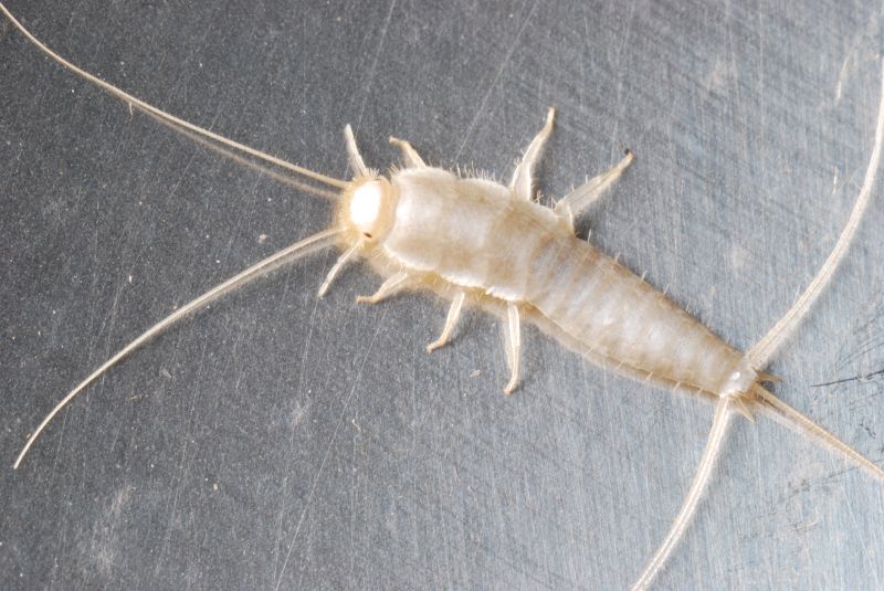 Silverfish Treatment