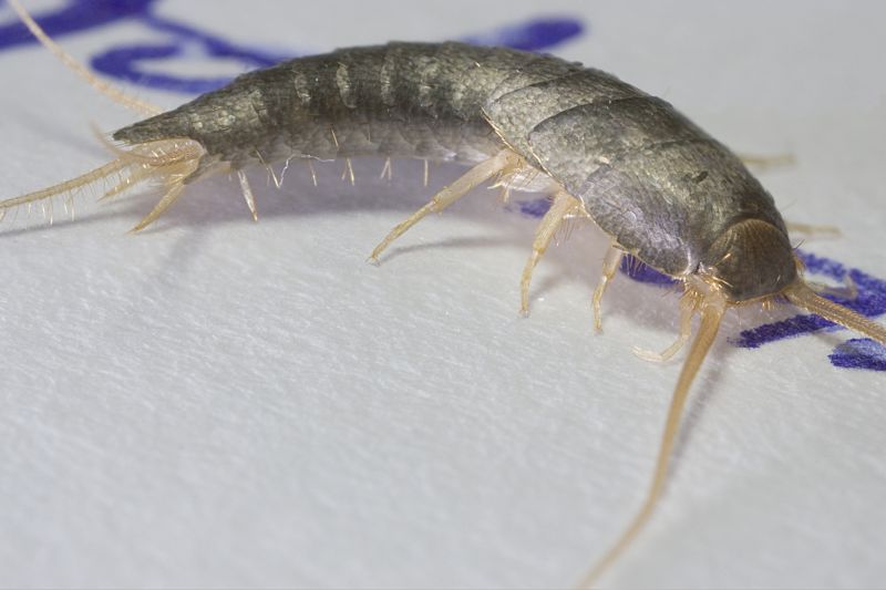 Silverfish Treatment