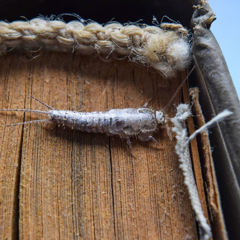 Silverfish Treatment
