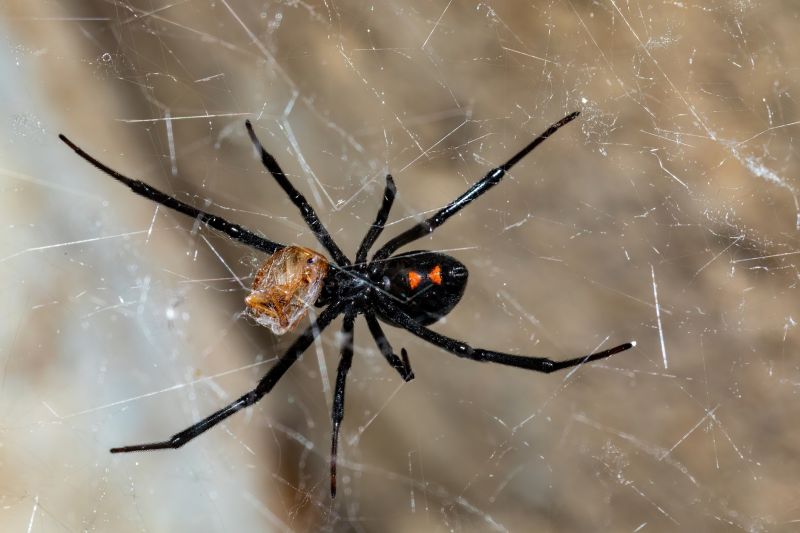 Spider Extermination Service in Mckinney, TX