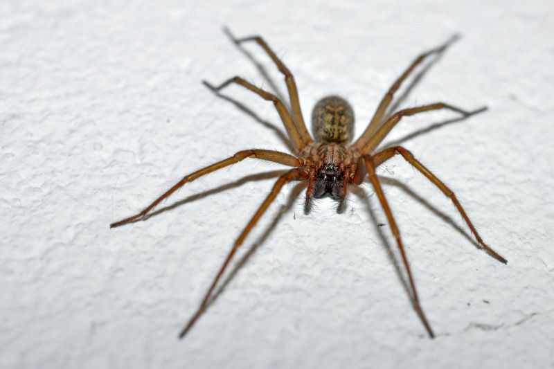 Spider Extermination Service in Katy, TX