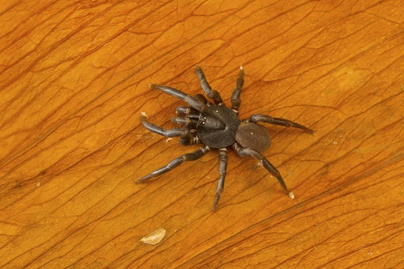 Trapdoor Spider Removal in Mckinney, TX