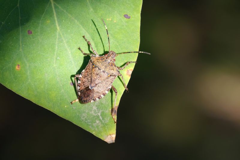 Why Professional Stinkbug Pest Control Is More Effective Than Diy Methods