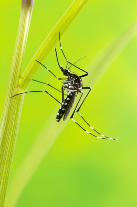 Why Spring Fly And Mosquito Pest Control Matters