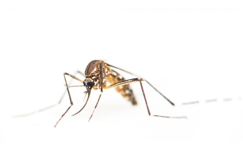 Why Spring Fly And Mosquito Pest Control Matters
