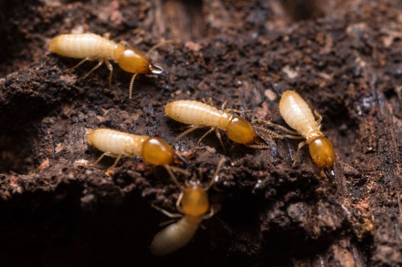 Winged Termite Extermination